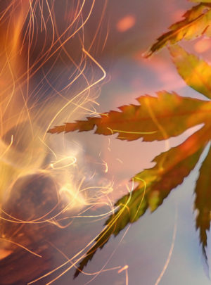 Chemin de feux vers l’hiver <br/>Samedi 24 octobre 2020